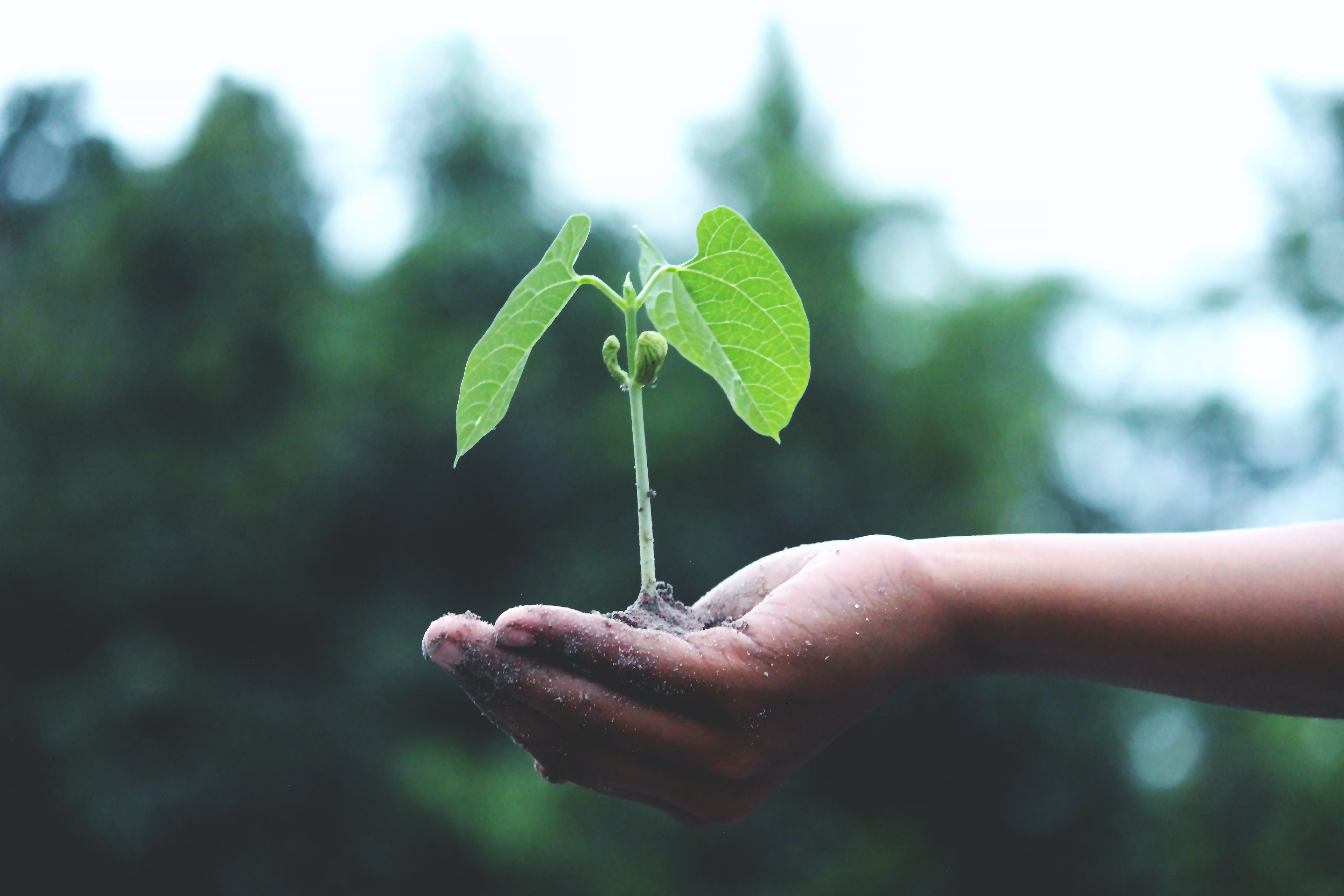 planta en mano y naturaleza